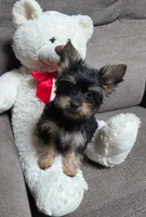 Tiny Tim, a male Yorkipoo for sale in Waterloo, NY – 1 of 4
