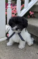 Pepper Jack, a male Shihpoo for sale in Waterloo, NY – 4 of 5