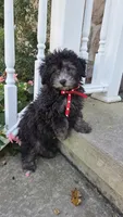 Dandy, a male Yorkipoo for sale in Waterloo, NY – 2 of 4