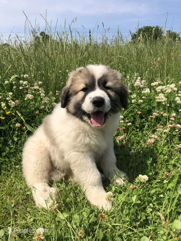 Lucy – Great Pyrenees puppy for sale in Waterloo, NY