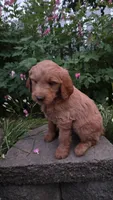 Dr Pepper , a male Goldendoodle and Poodle - Miniature  for sale in Waterloo, NY – 4 of 5