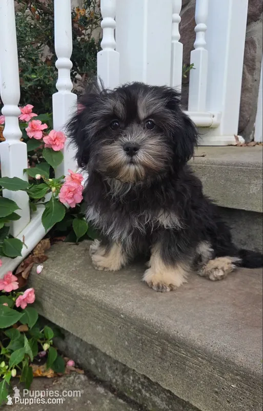 O’ Henry – Shihpoo puppy for sale in Waterloo, NY