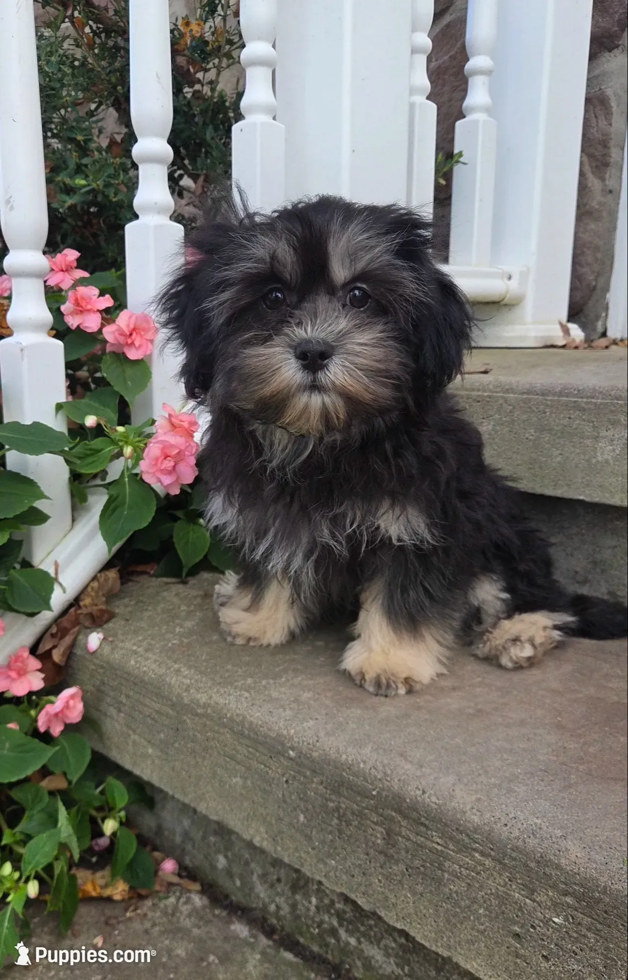 O’ Henry, a male Shihpoo for sale in Waterloo, NY – 1 of 4