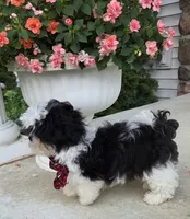 Happy Boy, a male Shihpoo for sale in Waterloo, NY – 3 of 5