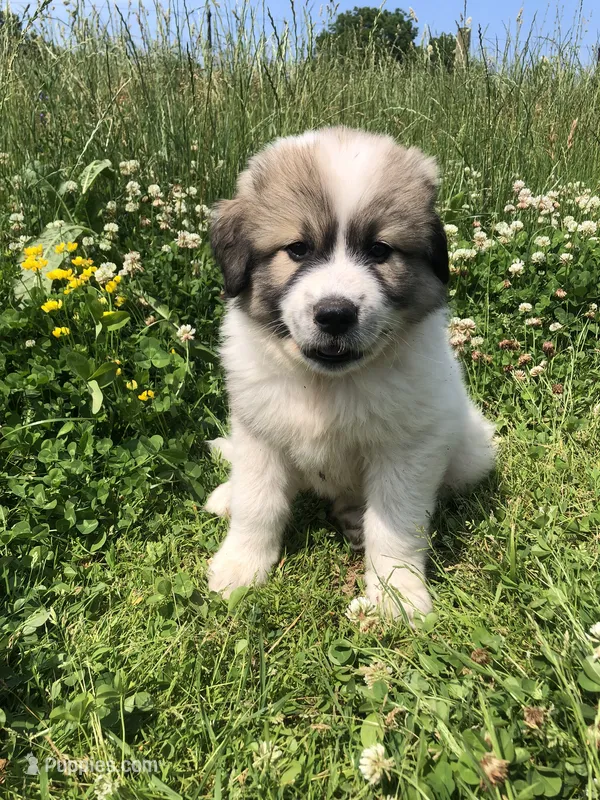 Buddy – Great Pyrenees puppy for sale in Waterloo, NY