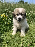 Buddy, a male Great Pyrenees for sale in Waterloo, NY – 1 of 1