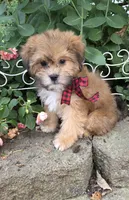 Brother Bear, a male Shihpoo for sale in Waterloo, NY – 2 of 5