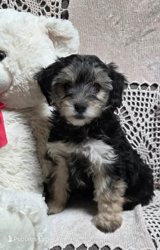 Tina, a female Yorkipoo and Poodle - Toy  for sale in Waterloo, NY – Photo 1 of 6