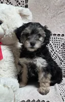 Tina, a female Yorkipoo and Poodle - Toy  for sale in Waterloo, NY – Photo 1 of 6
