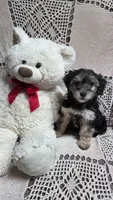 Tina, a female Yorkipoo and Poodle - Toy  for sale in Waterloo, NY – Photo 6 of 6