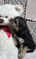 Tina, a female Yorkipoo and Poodle - Toy  for sale in Waterloo, NY – Photo 3 of 6