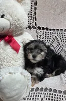 Tina, a female Yorkipoo and Poodle - Toy  for sale in Waterloo, NY – Photo 4 of 6