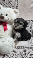Tina, a female Yorkipoo and Poodle - Toy  for sale in Waterloo, NY – Photo 5 of 6