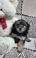 Tina, a female Yorkipoo and Poodle - Toy  for sale in Waterloo, NY – Photo 2 of 6