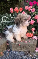 Raggedy Ann, a female Shihpoo for sale in Waterloo, NY – 4 of 6