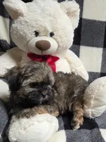 Hershey, a male Yorkipoo and Shih Tzu for sale in Waterloo, NY – Photo 3 of 7