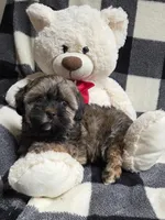 Hershey, a male Yorkipoo and Shih Tzu for sale in Waterloo, NY – Photo 5 of 7