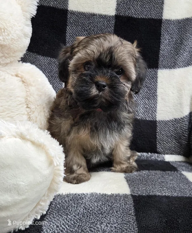 Hershey – Yorkipoo, Shih Tzu puppy for sale in Waterloo, NY