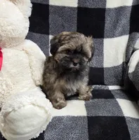 Hershey, a male Yorkipoo and Shih Tzu for sale in Waterloo, NY – Photo 4 of 7