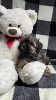 Hershey, a male Yorkipoo and Shih Tzu for sale in Waterloo, NY – Photo 6 of 7
