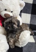 Hershey, a male Yorkipoo and Shih Tzu for sale in Waterloo, NY – Photo 2 of 7