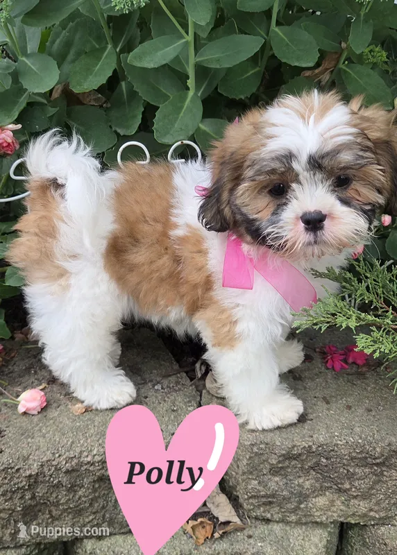 Polly – Shihpoo puppy for sale in Waterloo, NY