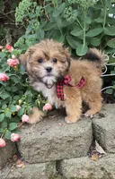 Brother Bear, a male Shihpoo for sale in Waterloo, NY – 5 of 5