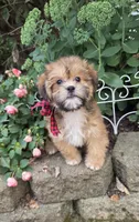 Brother Bear, a male Shihpoo for sale in Waterloo, NY – 3 of 5