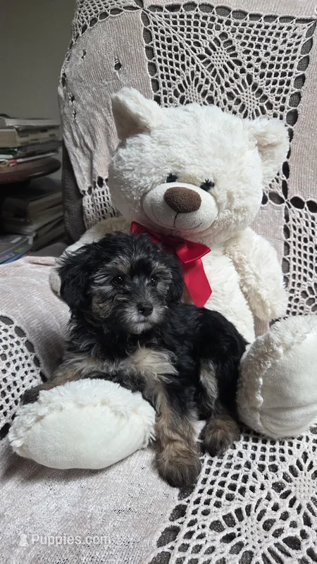 Tilly – Yorkipoo, Poodle - Toy  puppy for sale in Waterloo, NY