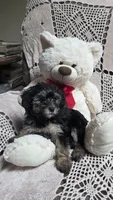 Tilly, a female Yorkipoo and Poodle - Toy  for sale in Waterloo, NY – Photo 1 of 4