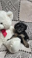 Tilly, a female Yorkipoo and Poodle - Toy  for sale in Waterloo, NY – Photo 3 of 4