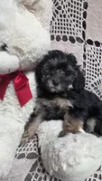 Tilly, a female Yorkipoo and Poodle - Toy  for sale in Waterloo, NY – Photo 2 of 4