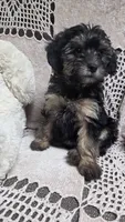Tilly, a female Yorkipoo and Poodle - Toy  for sale in Waterloo, NY – Photo 4 of 4