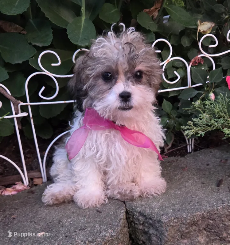 Raggedy Ann – Shihpoo puppy for sale in Waterloo, NY