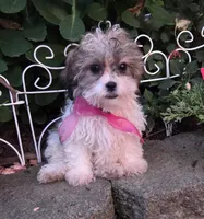 Raggedy Ann, a female Shihpoo for sale in Waterloo, NY – 3 of 6