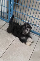 O’ Henry, a male Shihpoo for sale in Waterloo, NY – 2 of 4
