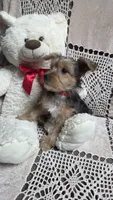 Sophie, a female Yorkshire Terrier for sale in Waterloo, NY – Photo 5 of 5