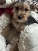 Sophie, a female Yorkshire Terrier for sale in Waterloo, NY – Photo 2 of 5