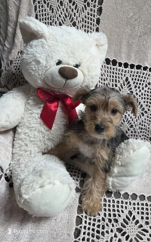 Sophie – Yorkshire Terrier puppy for sale in Waterloo, NY