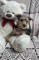 Sophie, a female Yorkshire Terrier for sale in Waterloo, NY – Photo 4 of 5