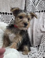 Sophie, a female Yorkshire Terrier for sale in Waterloo, NY – Photo 3 of 5