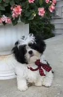 Happy Boy, a male Shihpoo for sale in Waterloo, NY – 2 of 5