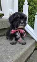 O’ Henry, a male Shihpoo for sale in Waterloo, NY – 2 of 7