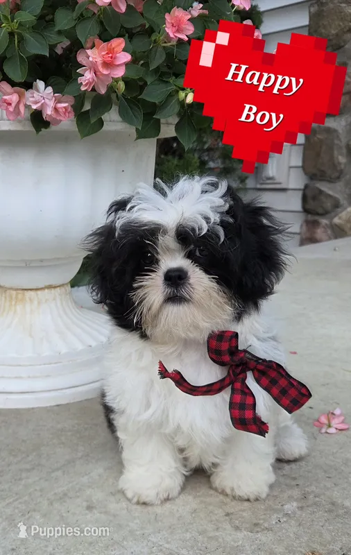 Happy Boy – Shihpoo puppy for sale in Waterloo, NY