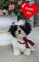 Happy Boy, a male Shihpoo for sale in Waterloo, NY – 1 of 5