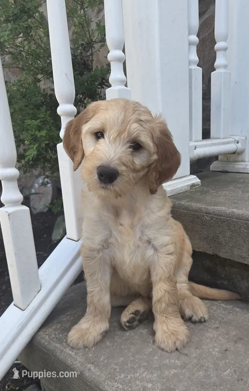 Peaches – Goldendoodle, Poodle - Miniature  puppy for sale in Waterloo, NY