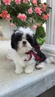 Happy Boy, a male Shihpoo for sale in Waterloo, NY – 5 of 5