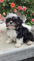 Skunky, a male Shihpoo for sale in Waterloo, NY – 5 of 9