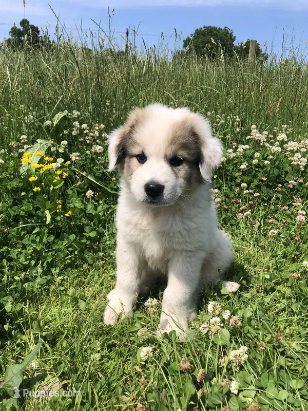 Bandit – Great Pyrenees puppy for sale in Waterloo, NY