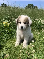 Bandit, a male Great Pyrenees for sale in Waterloo, NY – 1 of 1